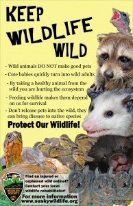 Wildlife Awareness Posters | Susquehannock Wildlife Society