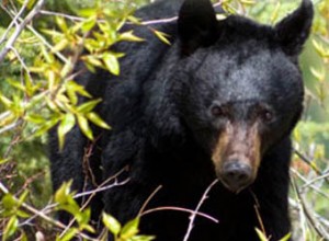 Black Bear Ambles Its Way Across Northern Harford County, Perhaps With ...