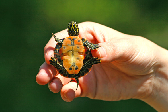 Redbellied-hatchling