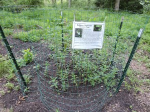 White-turtlehead-enclosure