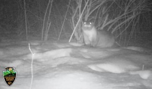 Otter in snow