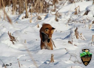 Red Fox in snow