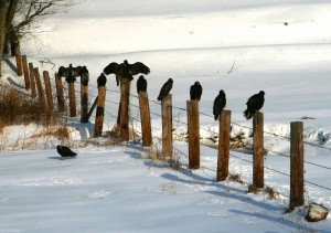 Vultures in snow