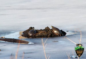 Winter Painted turtles