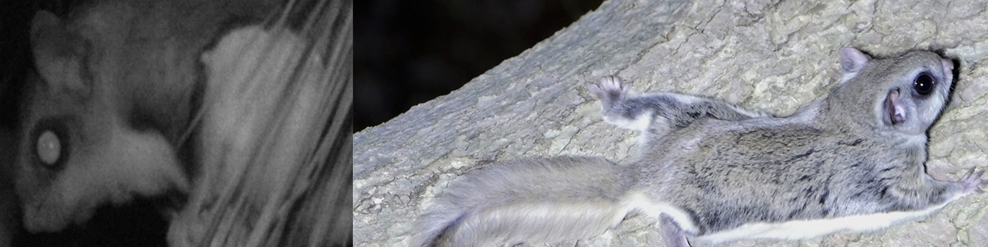 Southern Flying Squirrel Release