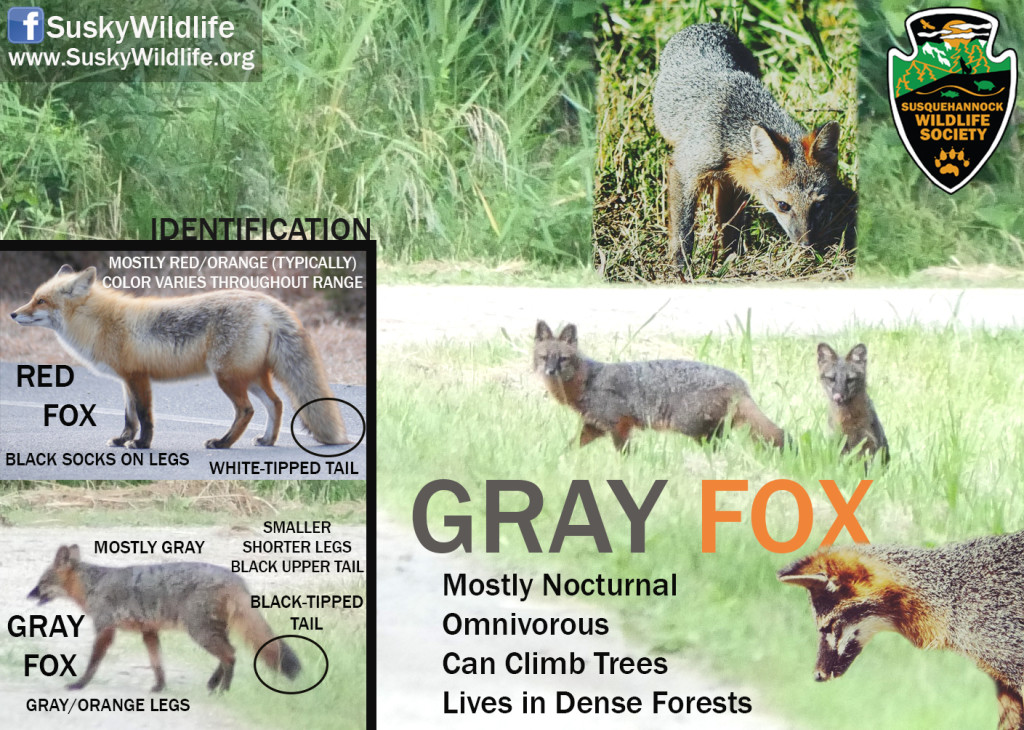 Gray Fox - Susquehannock Wildlife Society