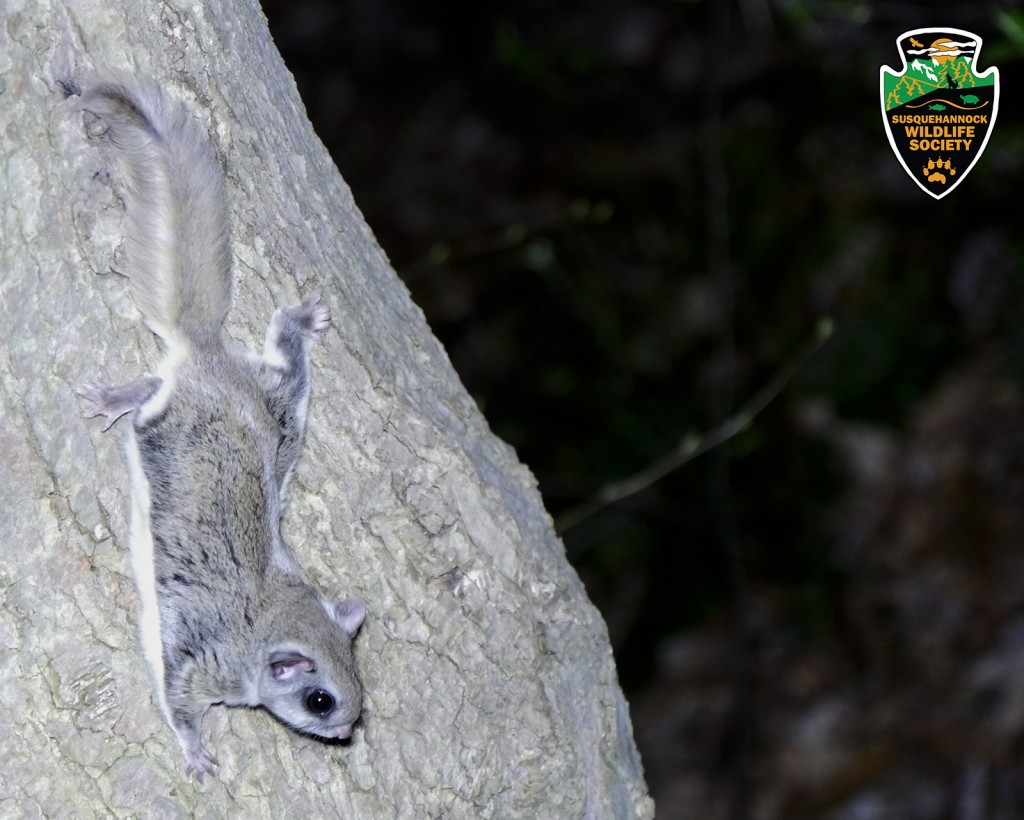 Southern Flying Squirrel - Susquehannock Wildlife Society