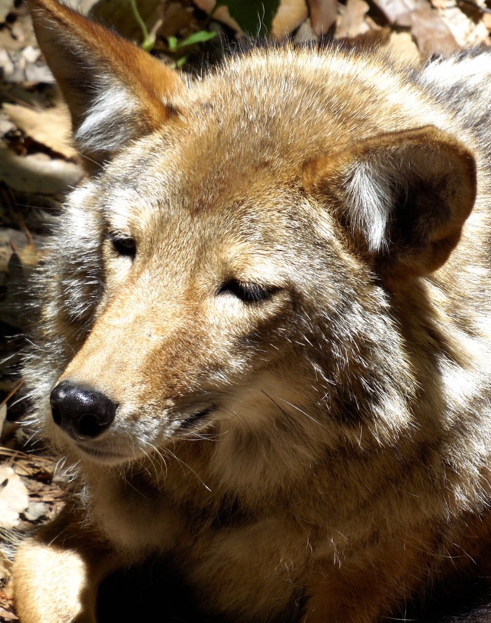 Eastern-coyote-in-captivity