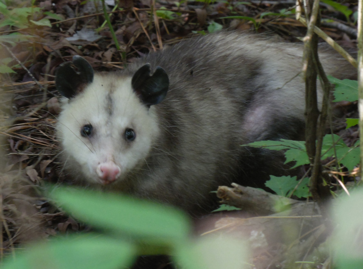 Virginia Opossum Susquehannock Wildlife Society