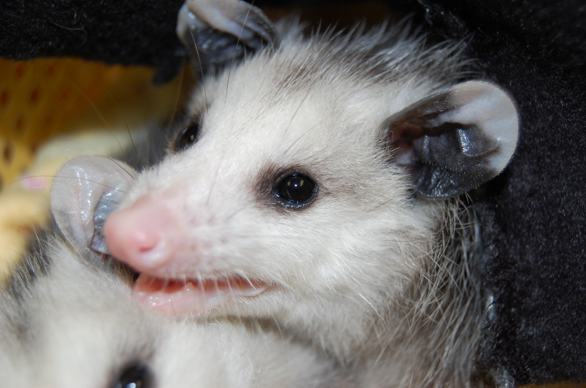 Virginia Opossum - Susquehannock Wildlife Society