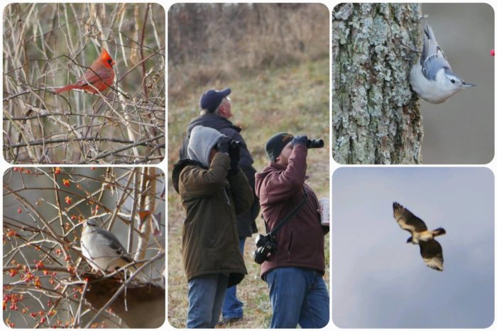 christmasbirdcount