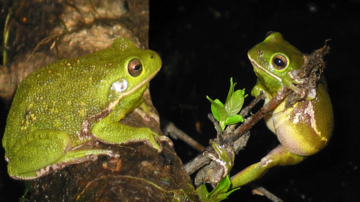 Barking-Treefrogs---Scott-Smith