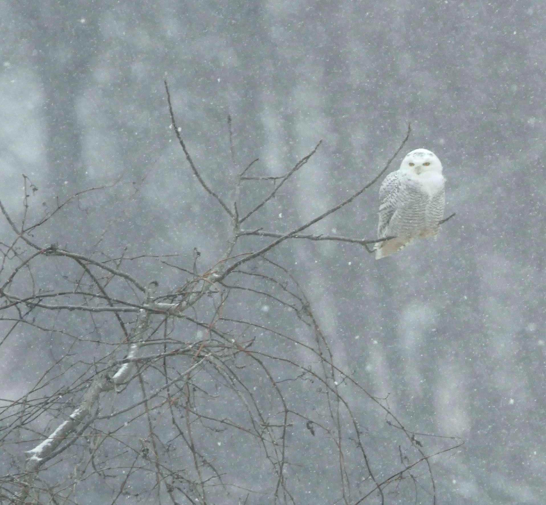 (PREVIEW) The Snowy Owl – A Long Way From Home