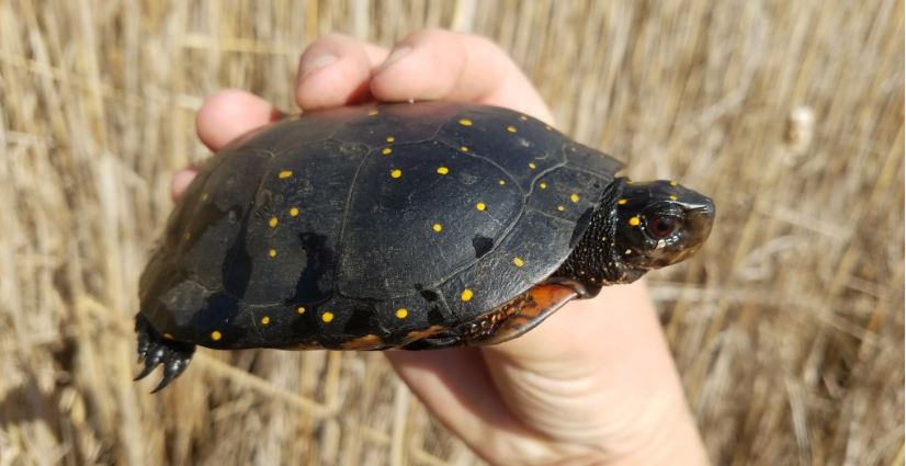 Our First Spotted Turtle of the Year – February 2018