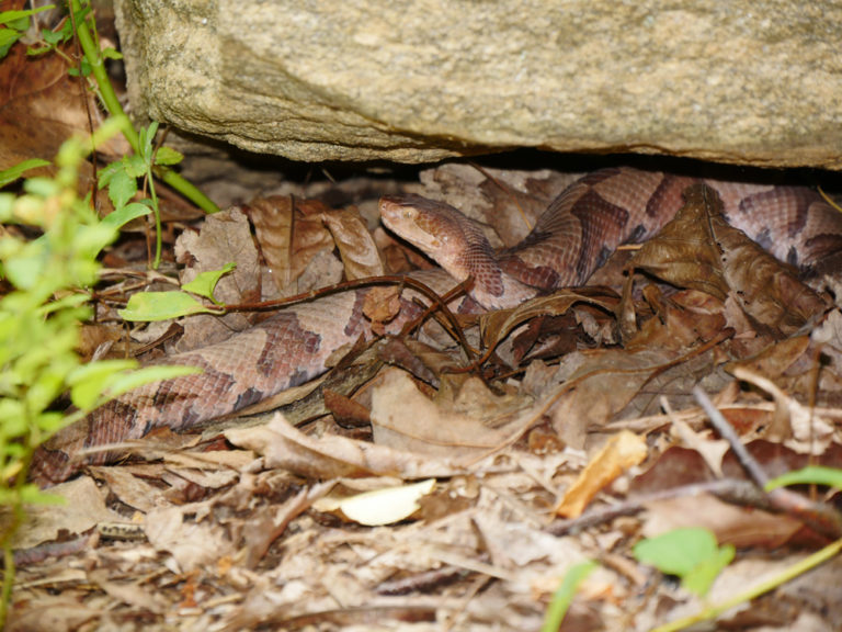 Shedding Light on Harford County’s Venomous Snake - The Eastern ...