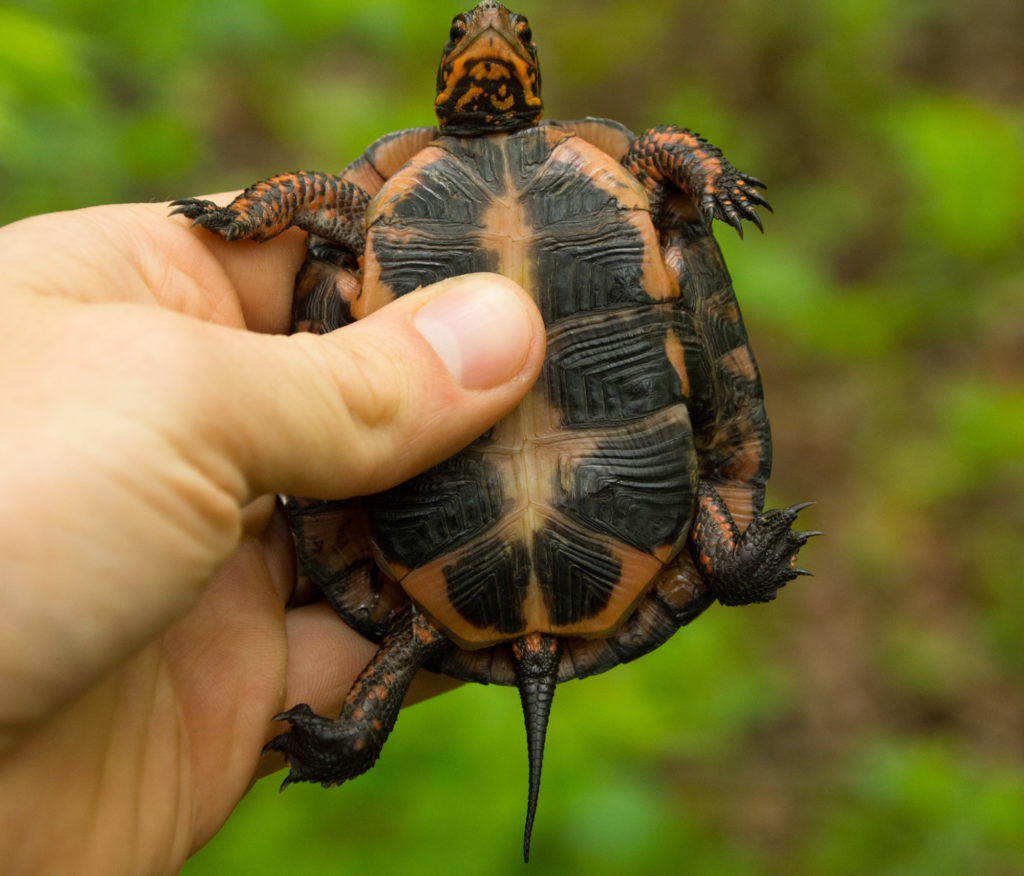 A Common Method of Aging Turtles Found to Not Be Reliable ...