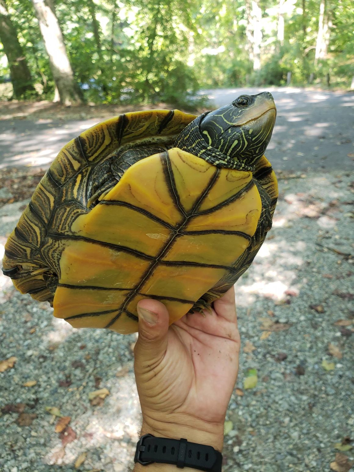 A Day with the Endangered Northern Map Turtle | Susquehannock Wildlife ...