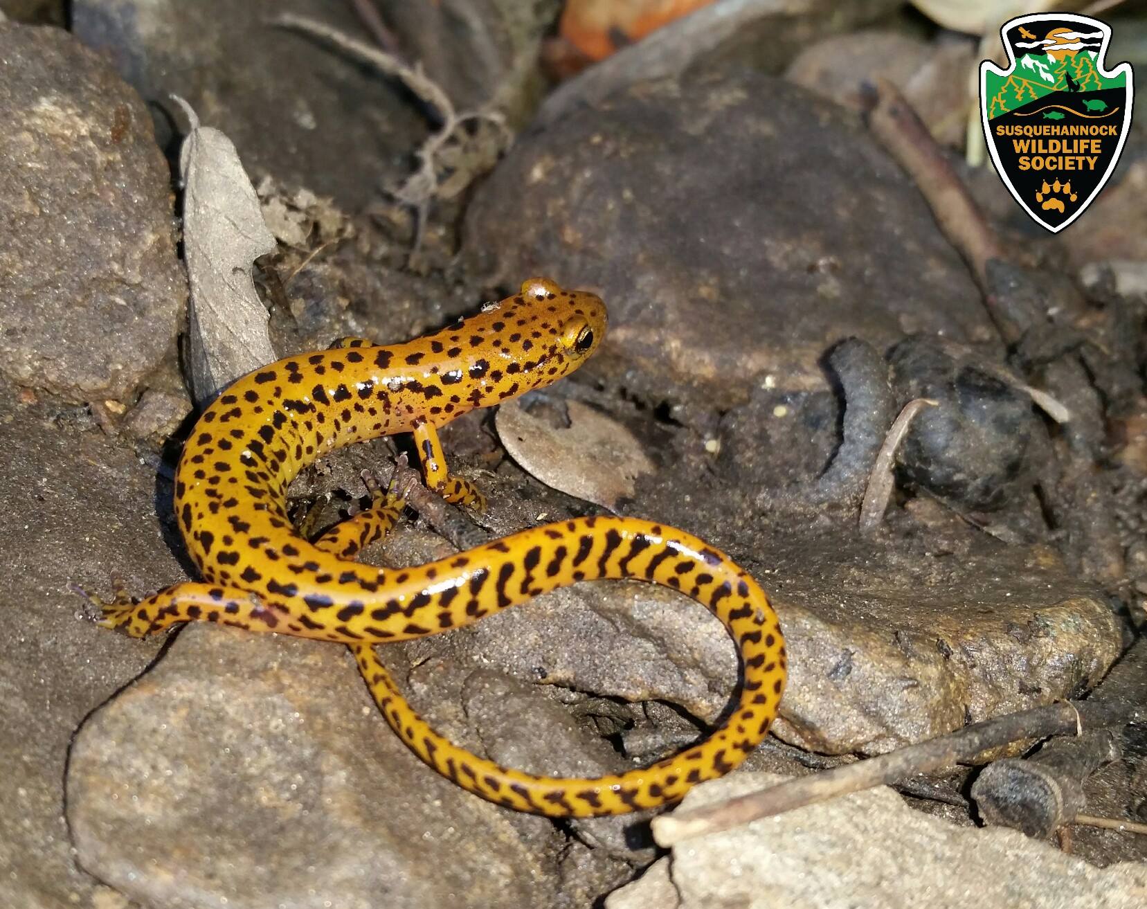 Long-tailed Salamander Proposed as Maryland State Amphibian