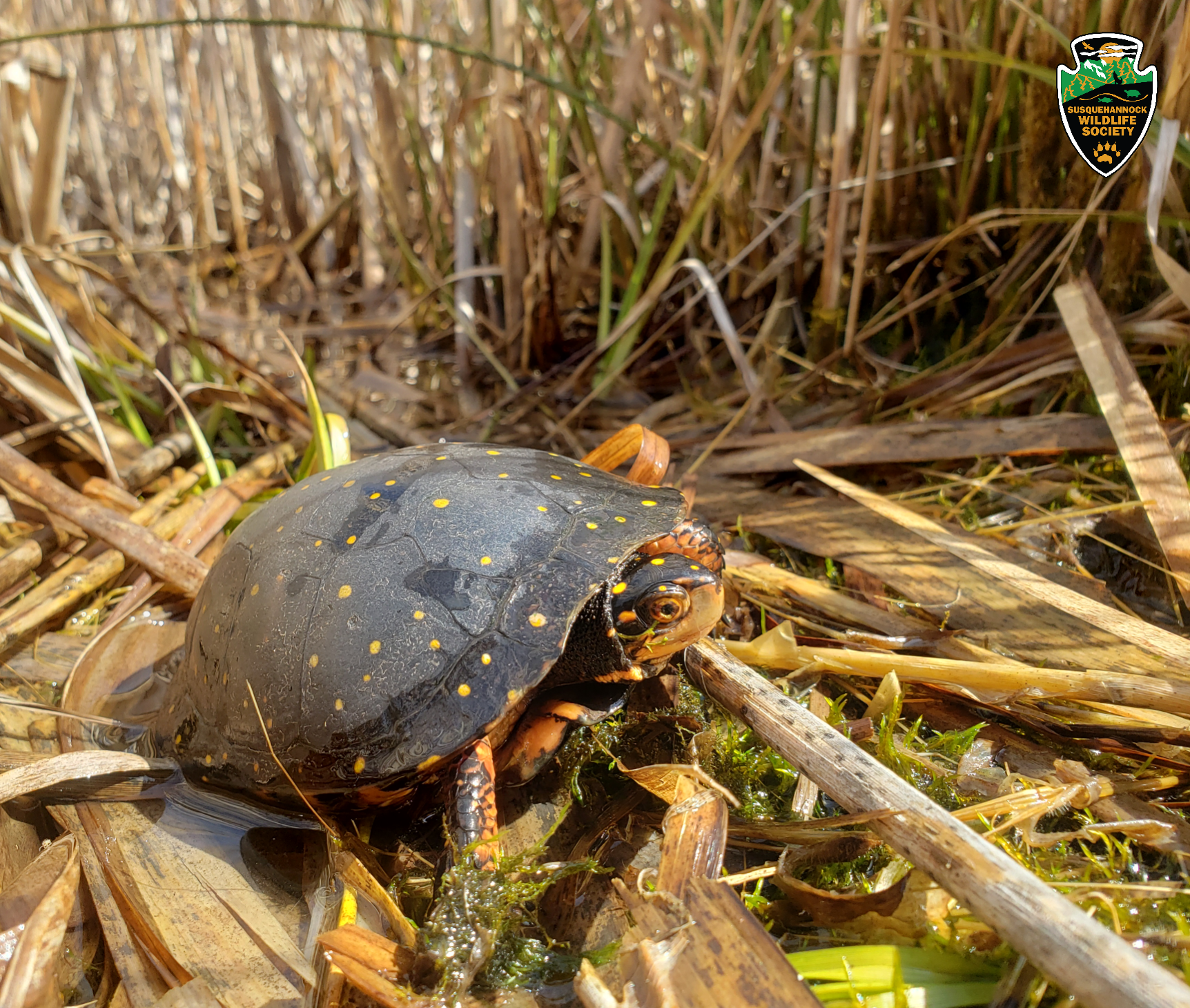 New Research Published on The Effects of Road Mortality on a Spotted Turtle Population by Susquehannock Wildlife Society