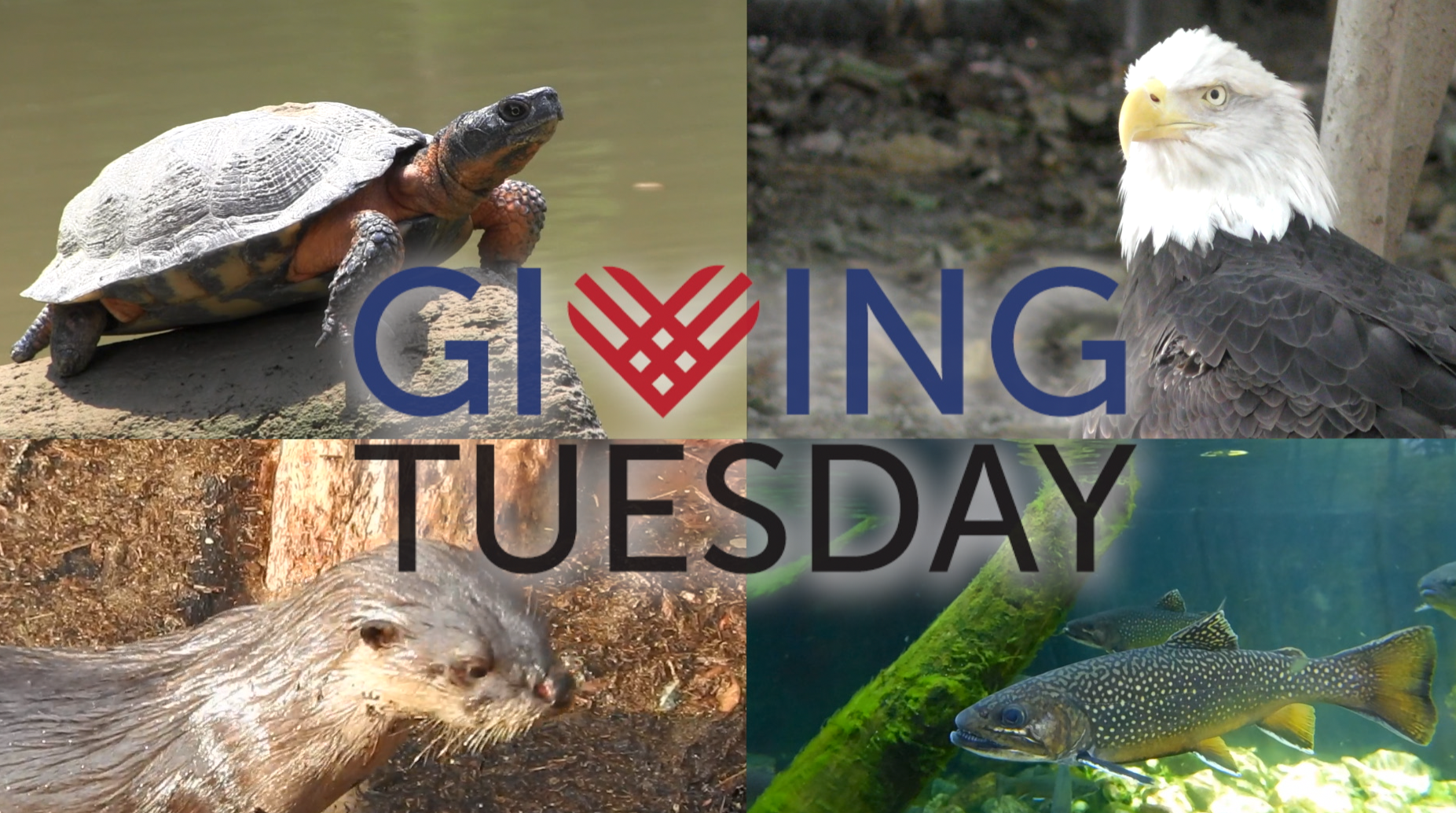 Giving Tuesday 2019