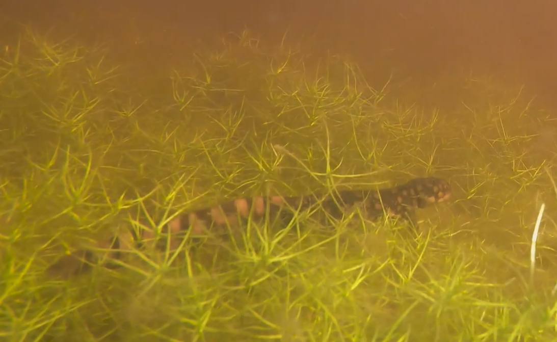 Return to the Delmarva Bays – In Search of Tiger Salamanders