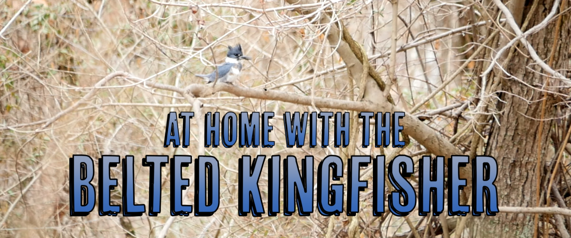 At Home with the Belted Kingfisher (Video)