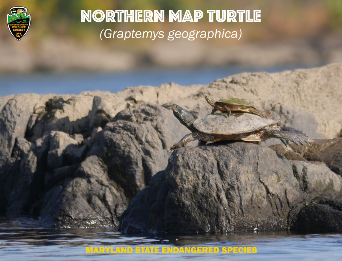 Endangered Species Day Spotlight – Northern Map Turtle | Susquehannock ...