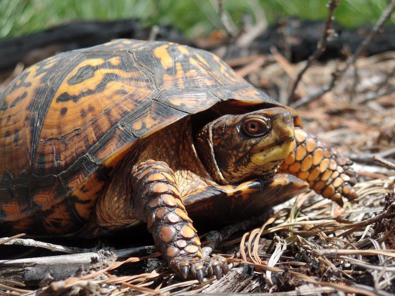 Wildlife Experts Agree: Native Turtles in the U.S. Are Under Siege From ...