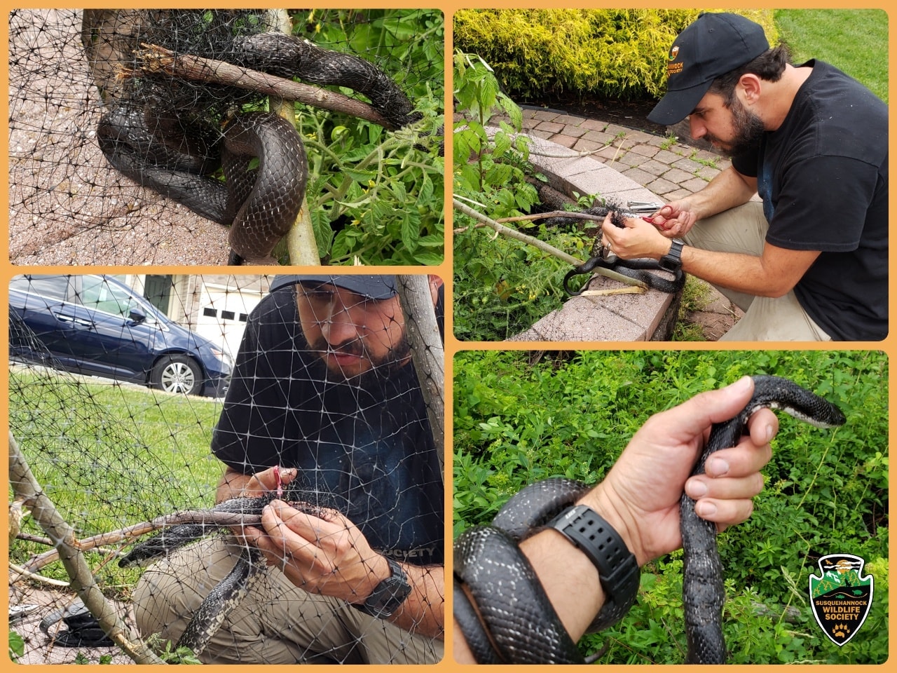 Rat Snake Rescue From Garden Netting