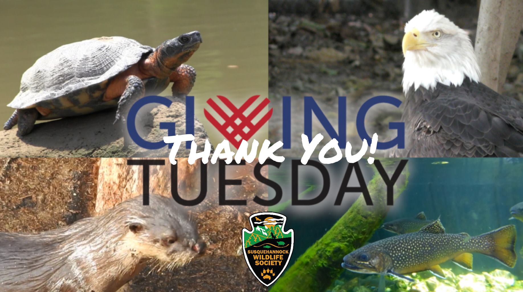 SWS Asks For Your Support This Giving Tuesday - Susquehannock Wildlife ...