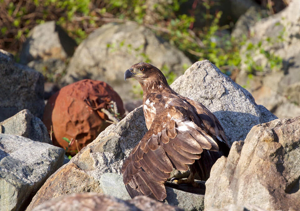 Bald Eagle Rescue on the Susquehanna