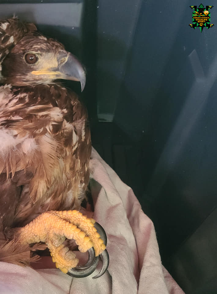 Bald Eagle Rescue on the Susquehanna - Susquehannock Wildlife Society