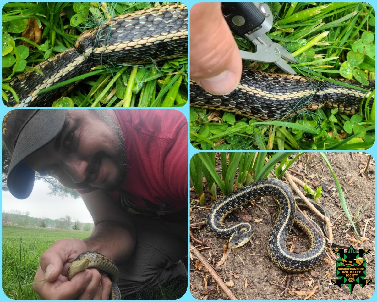 Garter Snake Rescued From Landscape Netting - Susquehannock Wildlife