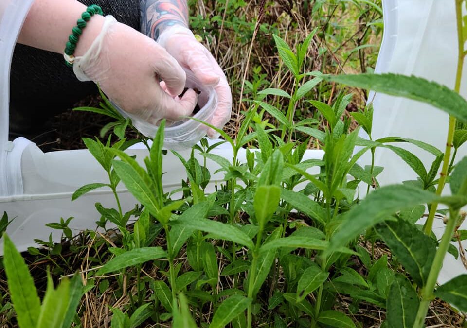 A New Chapter in Local Baltimore Checkerspot Butterfly Conservation