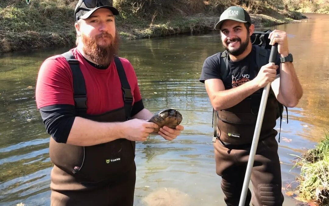 Wood Turtle Surveys in Harford County